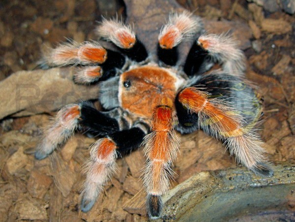 Brachypelma boehmei