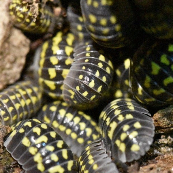 Armadillidium gestroi