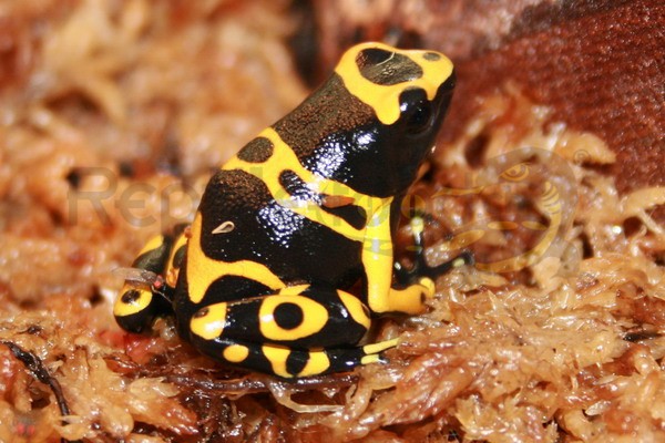 Dendrobates leucomelas