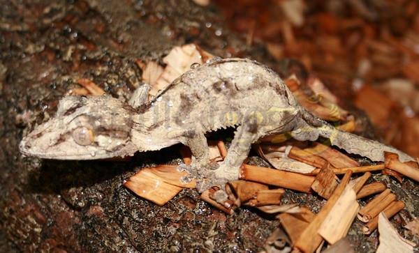 Uroplatus henkeli