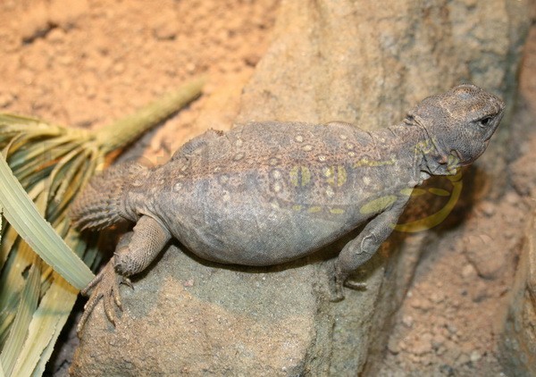 Uromastyx ocellata