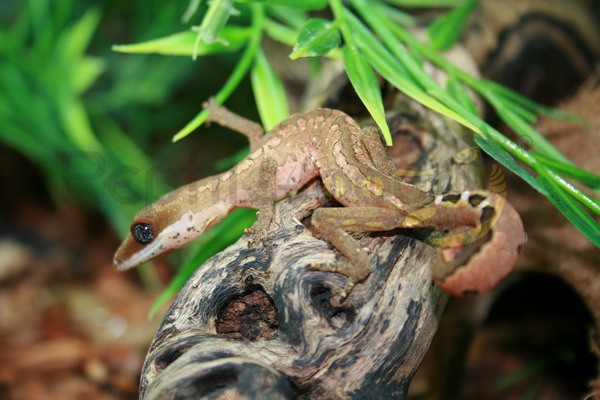 Fuchsgesichtsgecko