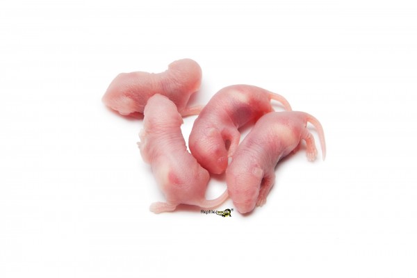 Ratten baby ca. 8gr.