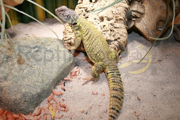 Uromastyx dispar dispar