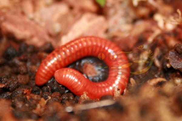 Centrobolus ruber vulpinus