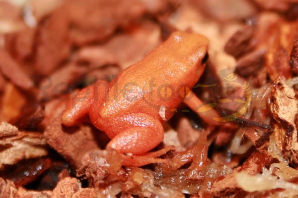 Mantella aurantiaca orange