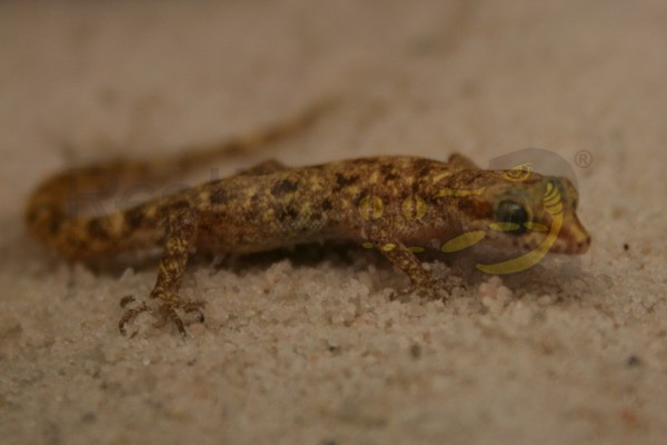 Micro Wüstengecko