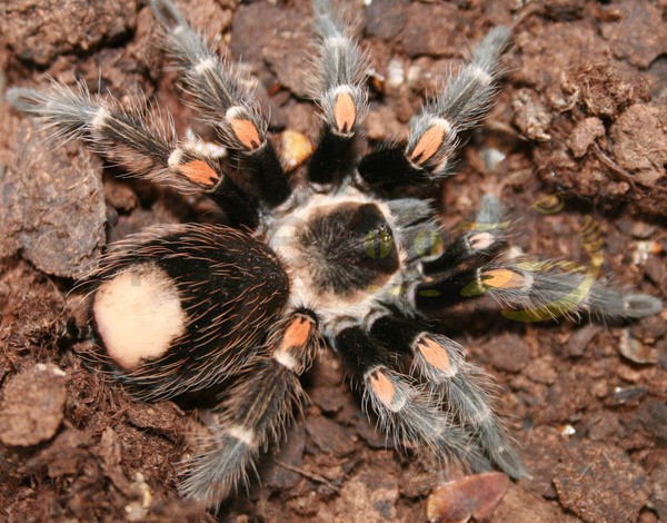 Brachypelma auratum - Mygale à pattes rouges