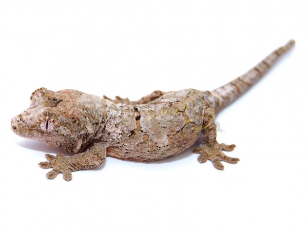 Rhacodactylus chahoua