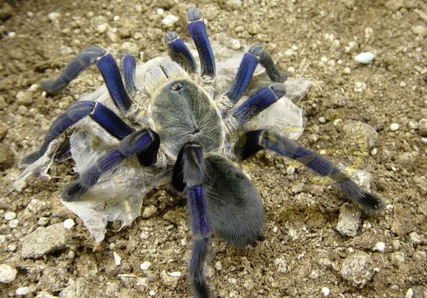 Haplopelma lividum