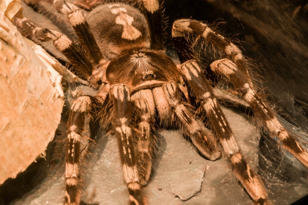 vogelspinnen-als-haustiere