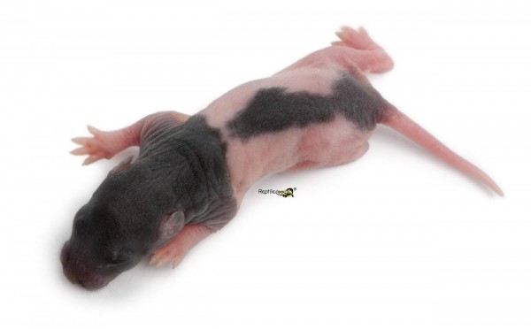 Rats bébé ca. 12-15gr.