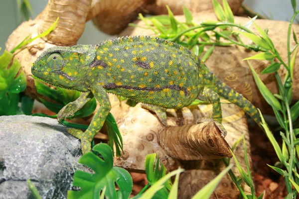 Appâts vivants de pêche, nourriture oiseaux, reptiles (35/40