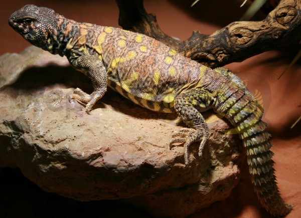 Uromastyx ornata