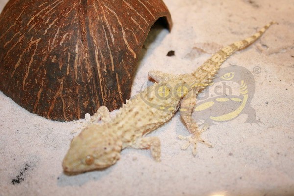 Qattara Gecko