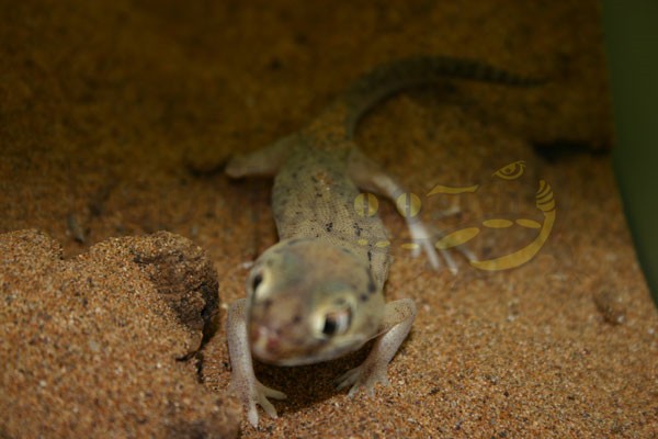 Kleiner Wundergecko