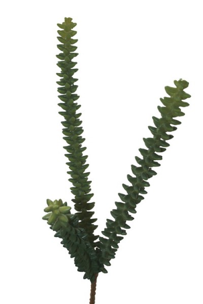 Sedum Pflanze grün ca. 49cm