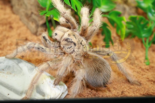 Aphonopelma chalcodes