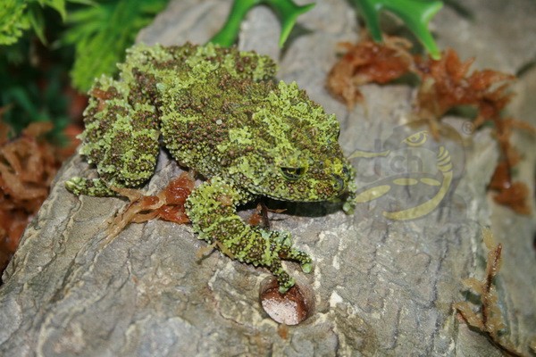 Theloderma corticale