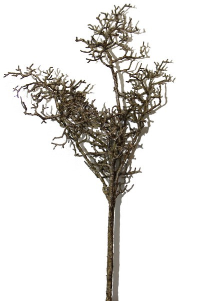 Branche du buisson de théca. 40cm
