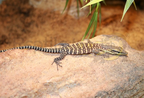 Varanus glauerti