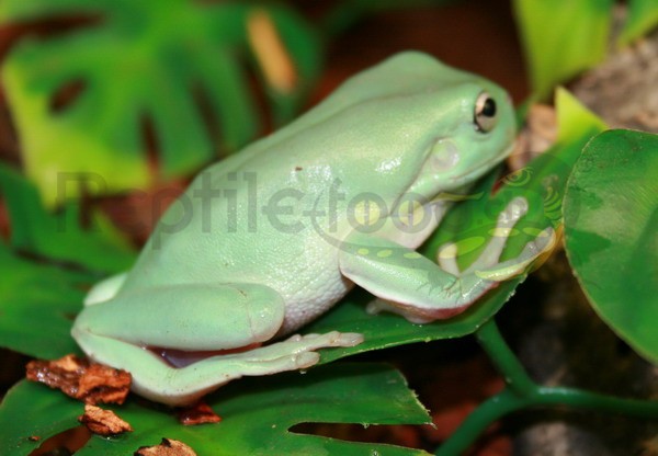 Litoria caerulea