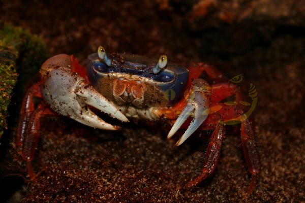 Crabe tricolore