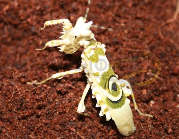 Mantis à fleurs de Tanzanie