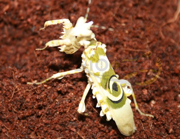 Tanzania Blütenmantis