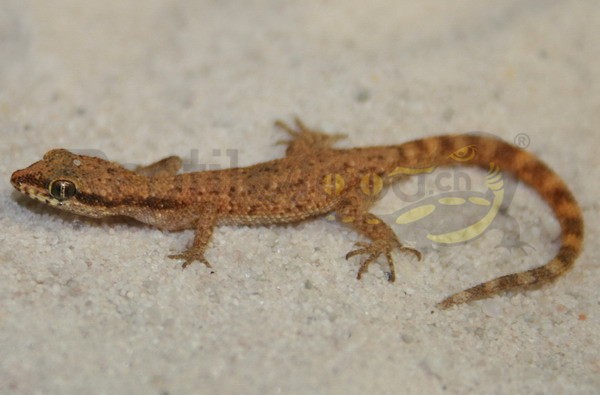 Tripoli Microgecko