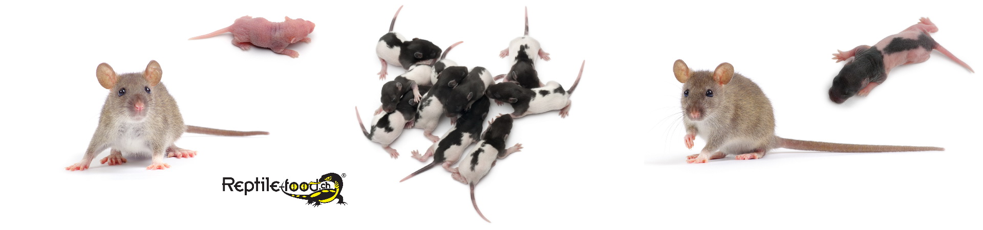 Rats congelés