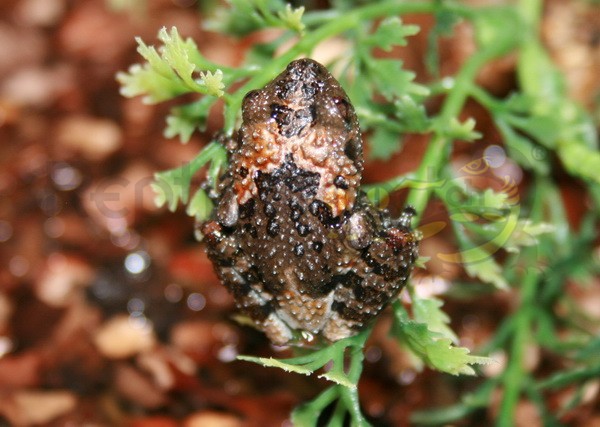 Theloderma stellatum