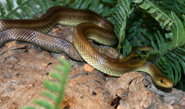 Couleuvre d'Esculape