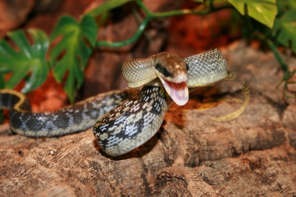 Serpent-Ratier