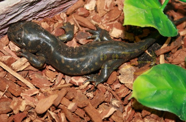 Ambystoma t. tigrinum