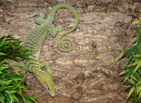 Varanus prasinus