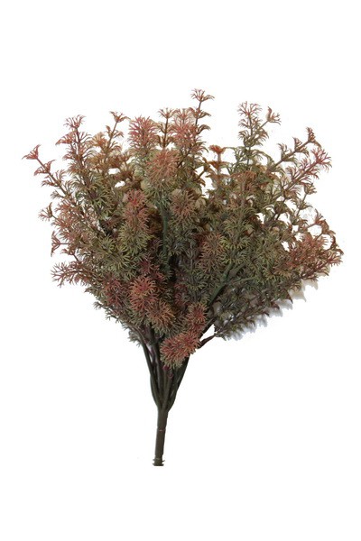 Asparagus Busch rot ca. 30cm