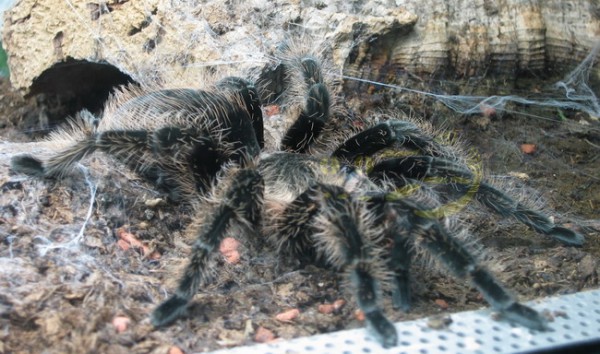 Brachypelma albopilosum - Kraushaar-Vogelspinne