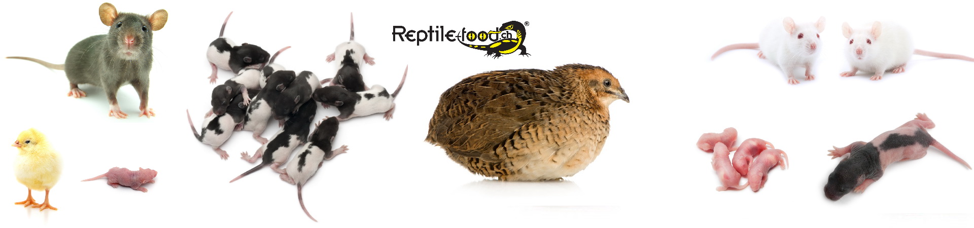 Souris, Rats, Poussins et Insectes congelés | Reptile-Food.ch