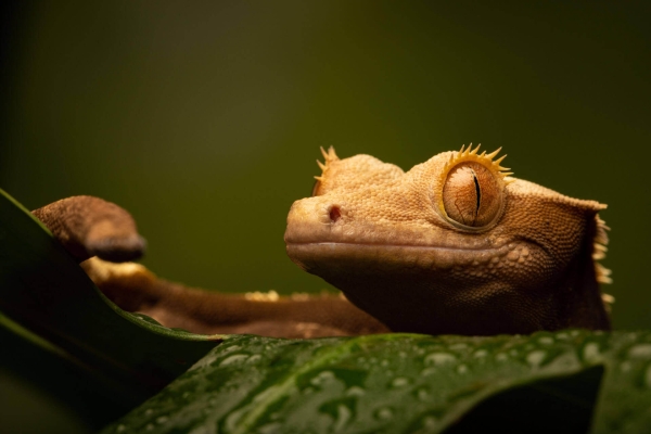 beliebte-geckos-fuer-anfaenger