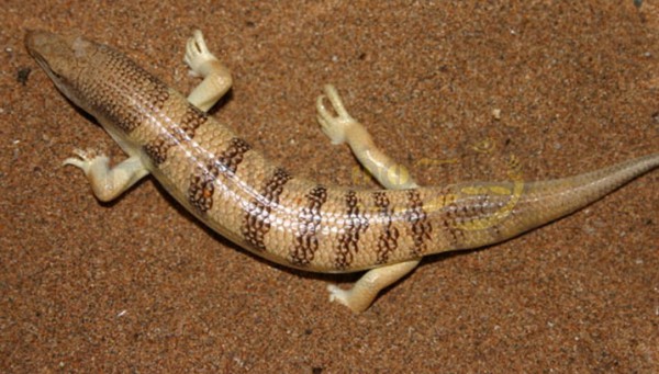 Apotheker Skink (Sandfisch)