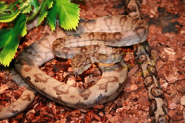 Gartenboa