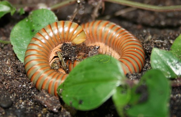 Spirostreptidae spec. - Tansania Tausendfüsser