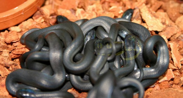 Serpent-œuf africain