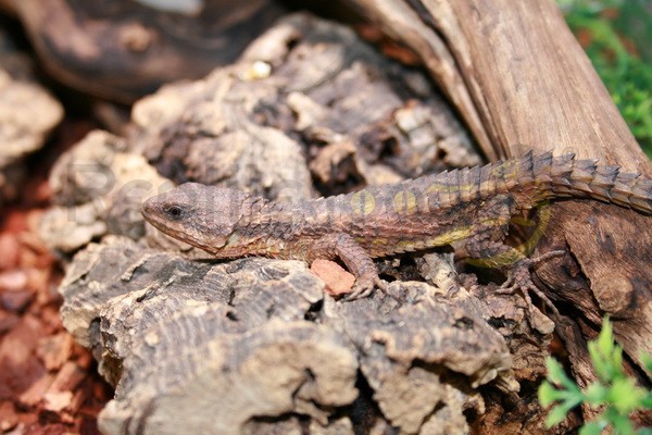 Cordylus tropidosternum