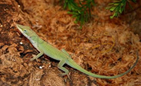 Anole à gorge rouge