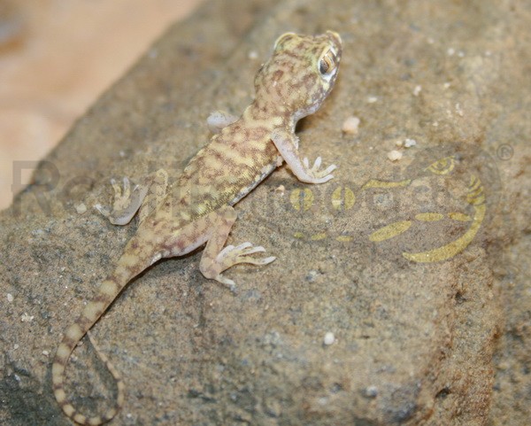 Zwerg Dünengecko