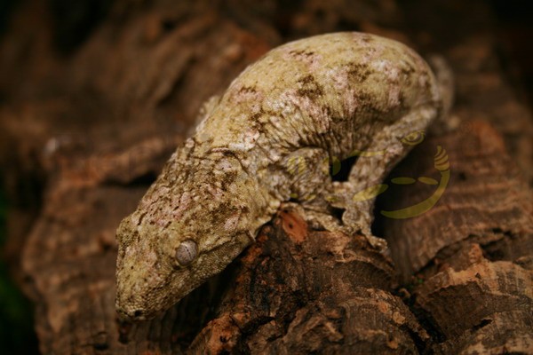 Gecko géant de Nouvelle-Calédonie