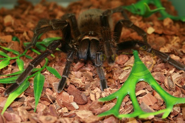 Theraphosa apophysis