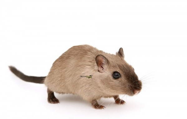 Gerbil ca. 50gr.